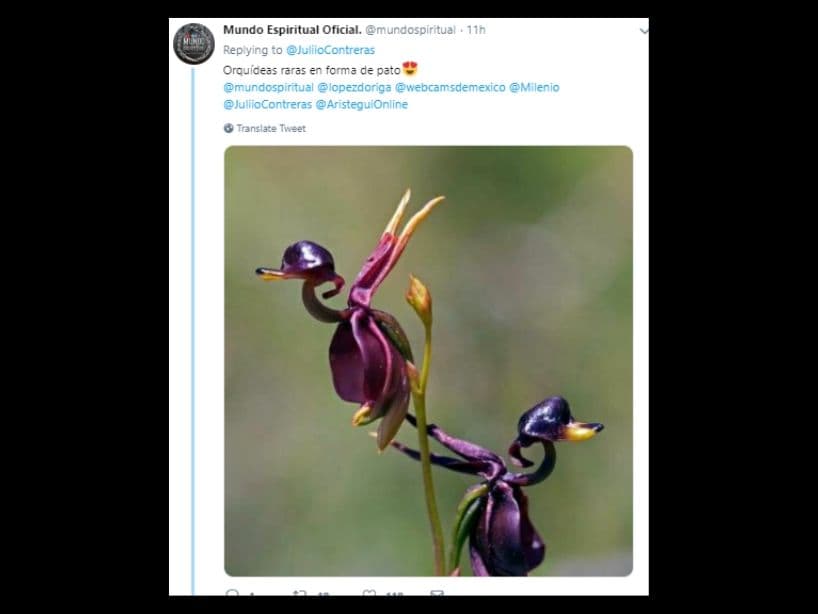 Esta es una orquídea que toma la forma de un pato.