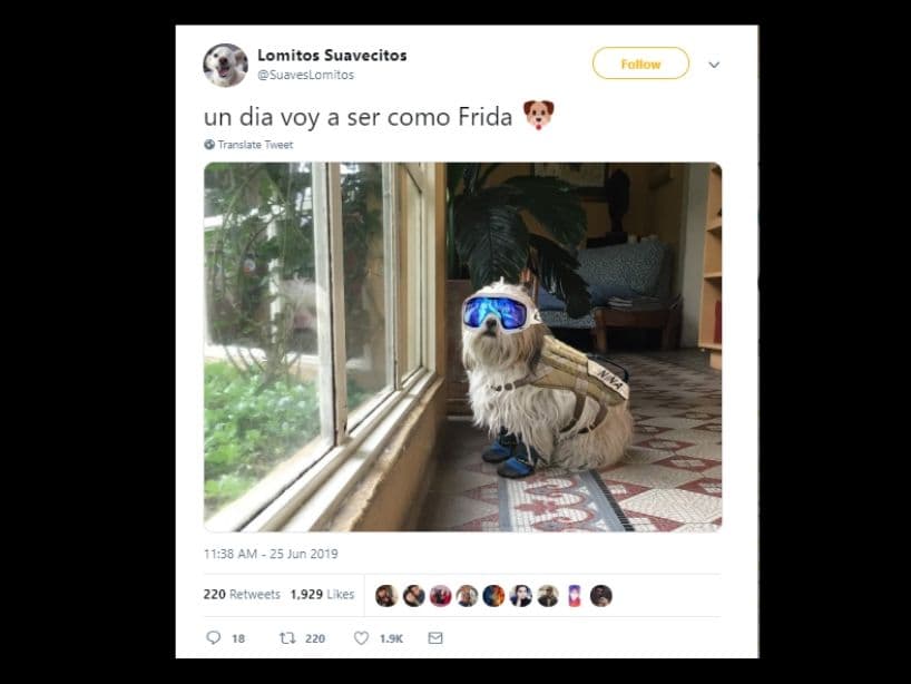 La perrita labrador incluso inspiró a otros caninos.
