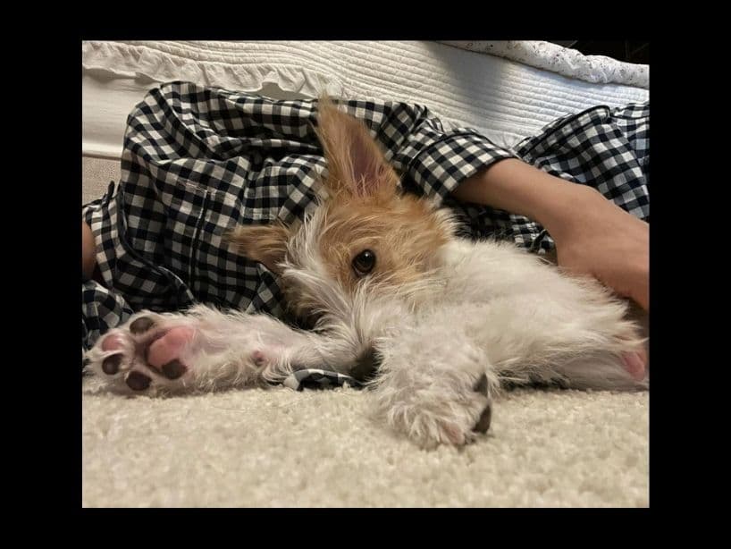 Fotos de Hank, el tierno perrito de Rosé de BLACKPINK.