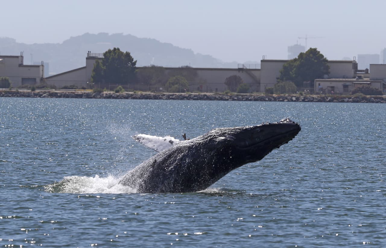 Una ballena jorobada casi se traga a dos mujeres en Kayak, en California