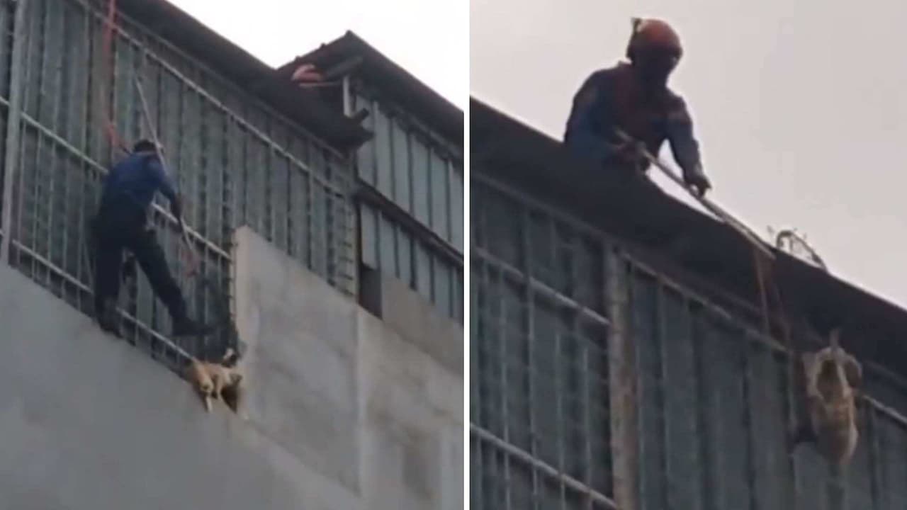 ¡Héroe sin capa! Bombero rescata a perrito de caer desde un cuarto piso