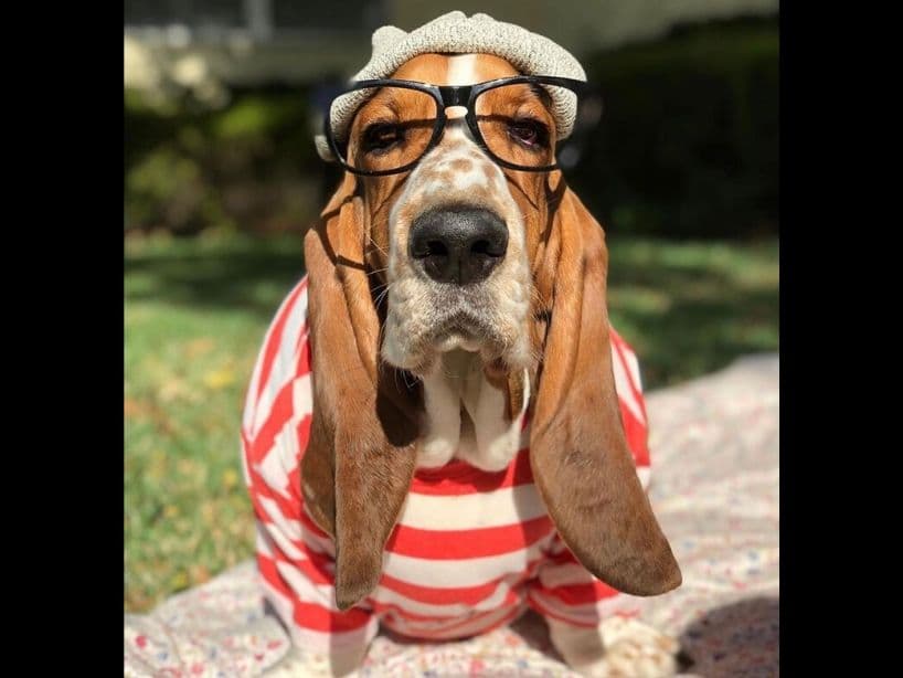 ¿Dónde está Waldo? ¡Debajo de esas orejas!