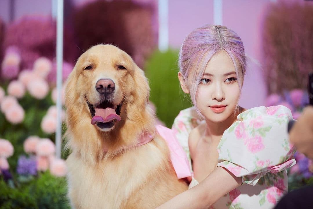 Otro dato interesante de Rosé es que ama tanto a sus animales que incluso adoptó a su propio perrito.