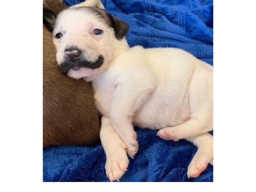 Algunos bromearon que este perrito se veía mejor con bigote que Justin Bieber.