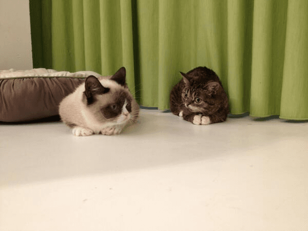 Este 2019 el internet también perdió a Tartar Sauce, también conocida como "Grumpy Cat", otro gato muy querido.