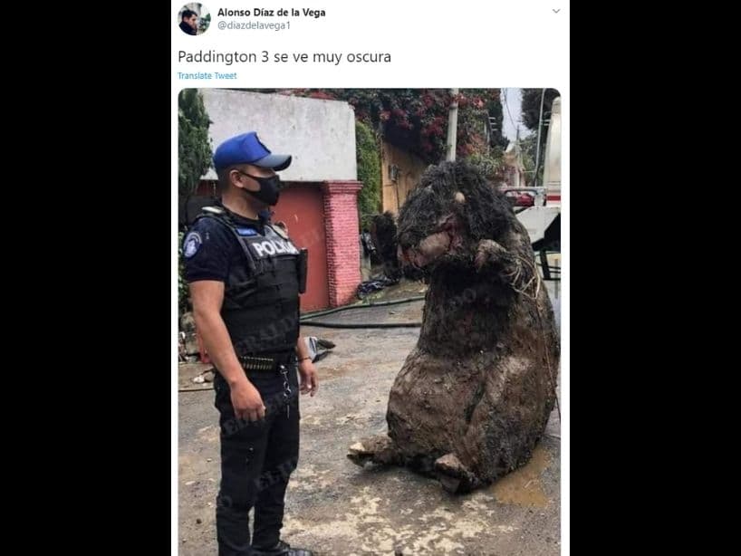 Incluso bromearon con que podrías hacer una secuela oscura de la película animada, "
<i>Paddington</i>".