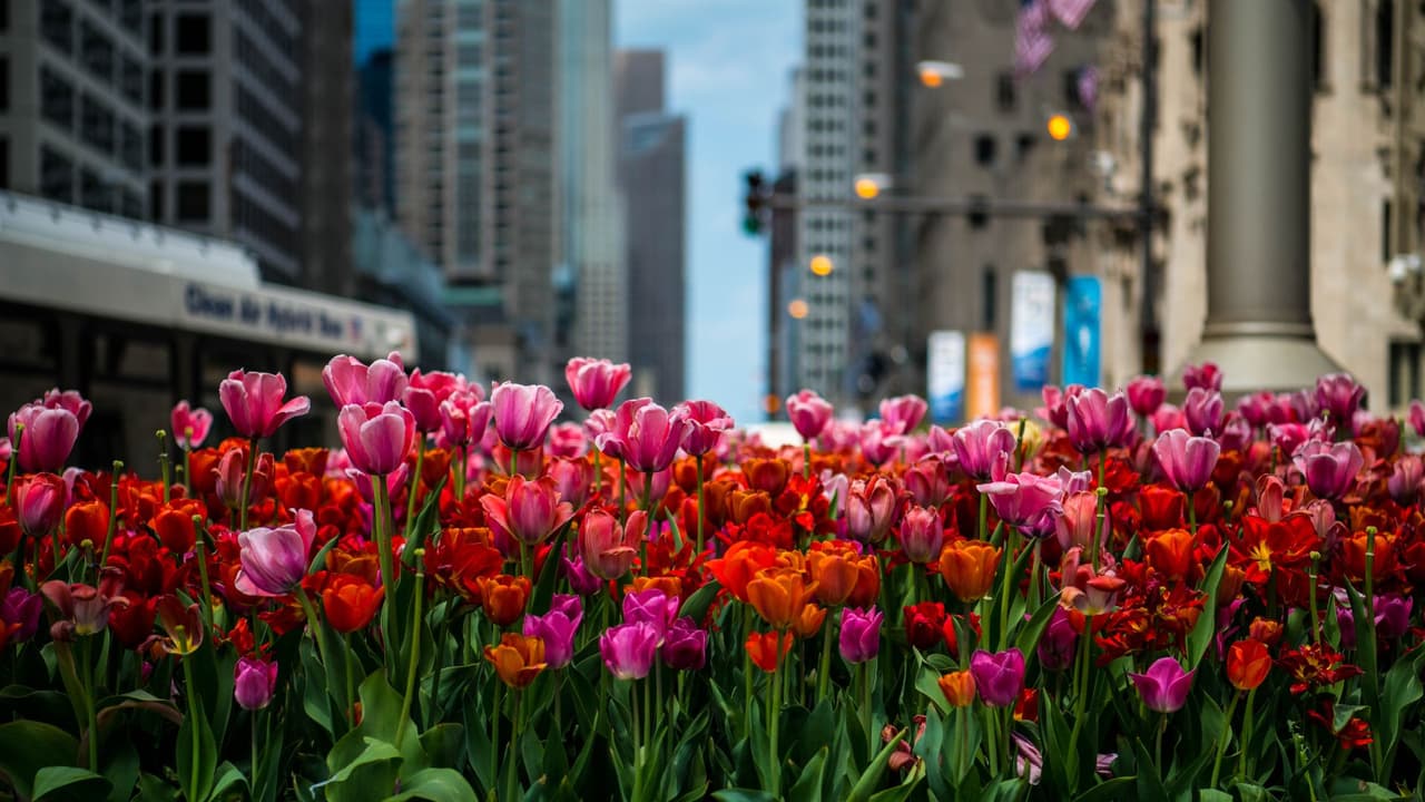 Prepárate para la primavera 2025 en Chicago: actividades gratuitas en familia