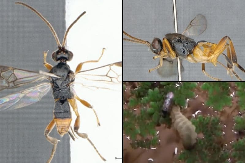La avispa Godzilla fue captada cazando una oruga bajo el agua