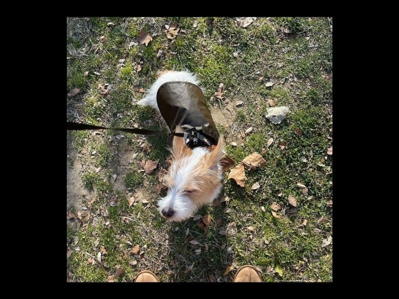 Fotos de Hank, el tierno perrito de Rosé de BLACKPINK.