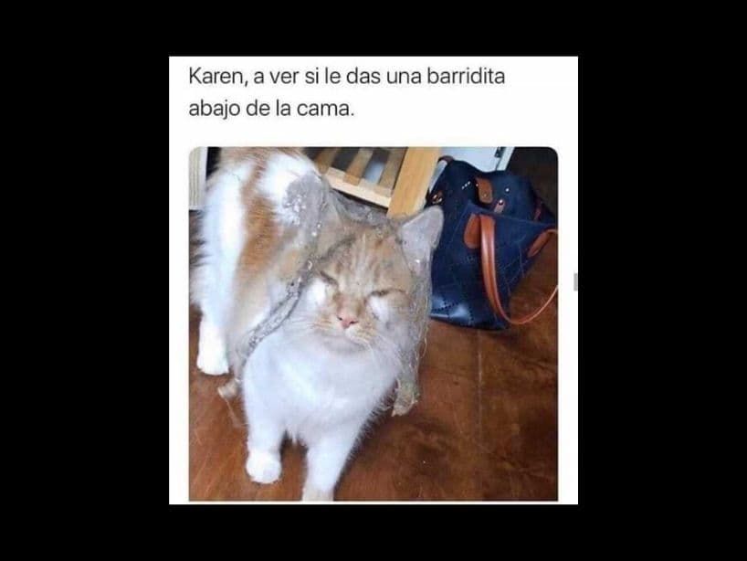 La vida de Karen sería más fácil si los mininos no fueran expertos en meterse en problemas.
