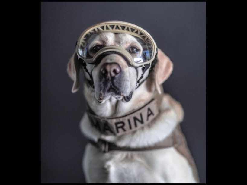 Frida, la perrita rescatista de la Secretaría de Marina (Semar), se retiró de sus labores este lunes y recibió un homenaje