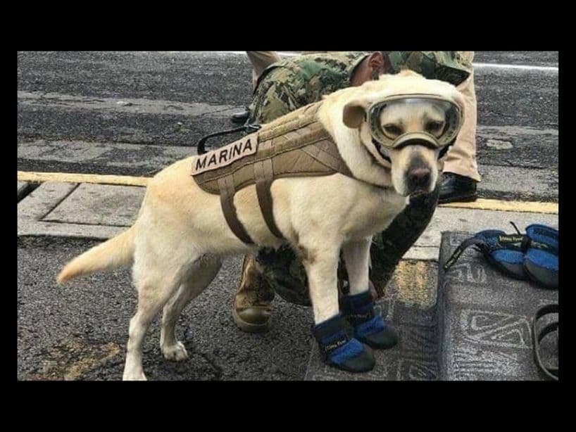 La perrita labrador, que ayudó a rescatar vidas tras los sismos del 7 y 9 de septiembre del 2017, concluyó su servicio con la Semar