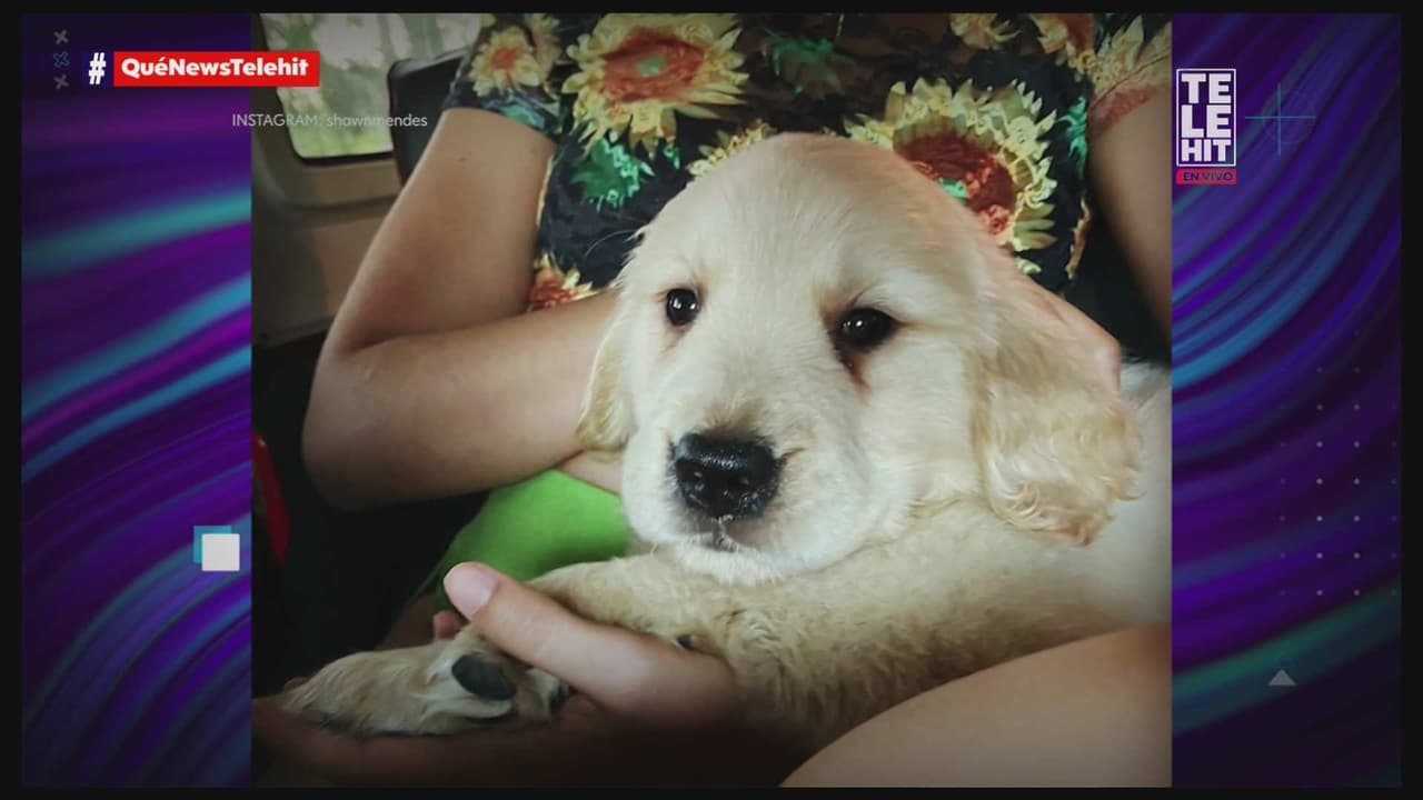 Camila Cabello y Shawn Mendes adoptan un perrito como una prueba de su amor