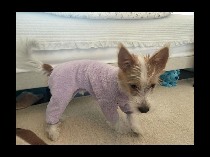 Fotos de Hank, el tierno perrito de Rosé de BLACKPINK.