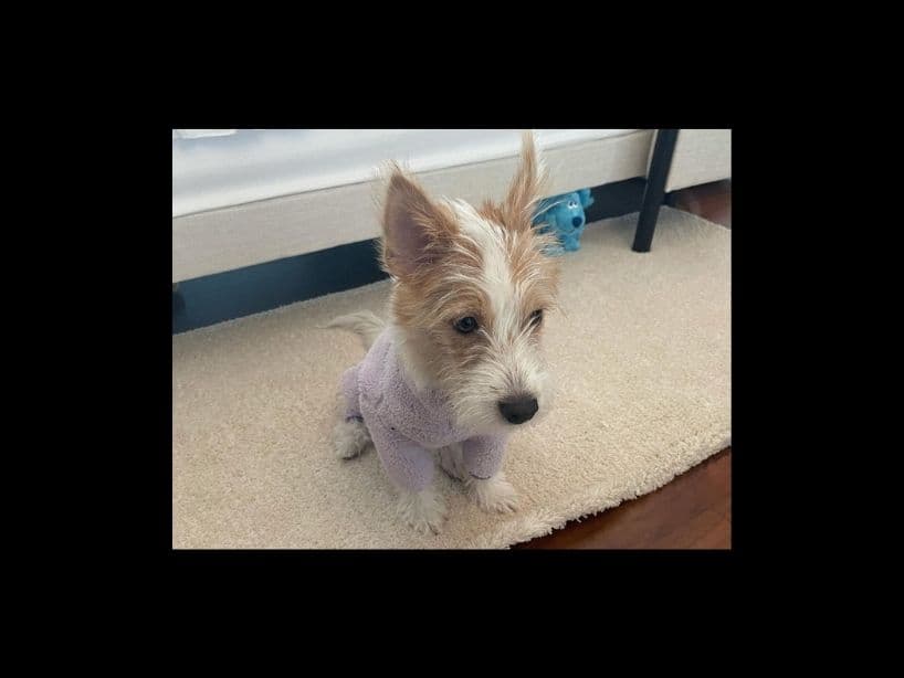Fotos de Hank, el tierno perrito de Rosé de BLACKPINK.