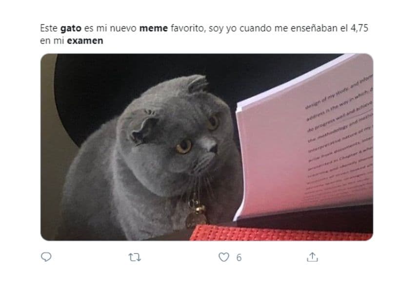 Todos hemos sido ese gato en la escuela.