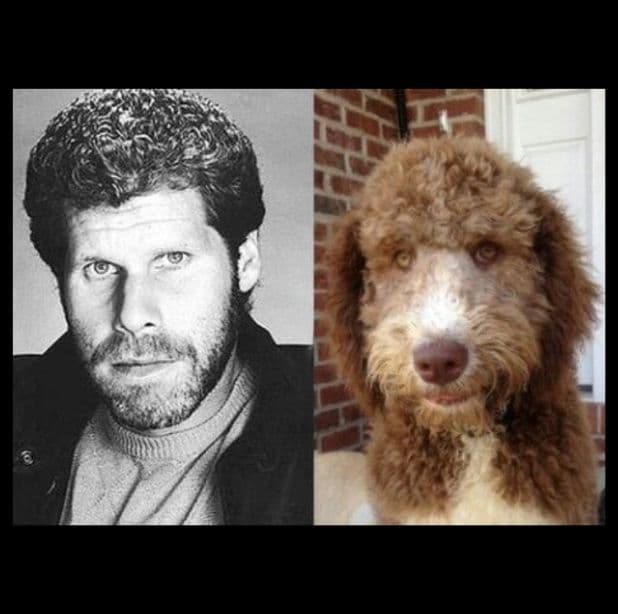 Este perro y el actor Ron Perlman podrían ser gemelos perdidos... o algo así. Su nariz, los chinos y la forma de la cara son idénticos.