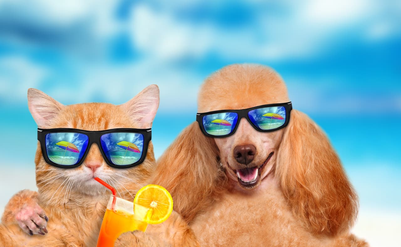 Cat and dog wearing sunglasses relaxing in the sea background.
