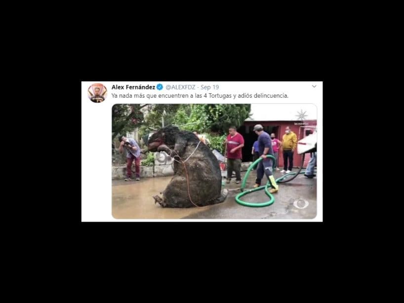 Aunque si se hubiera tratado del "maestro Splinter ", hubiera sido fantástico saber que las "Tortugas Ninjas" estuvieran por ahí, terminando con la delincuencia del país.