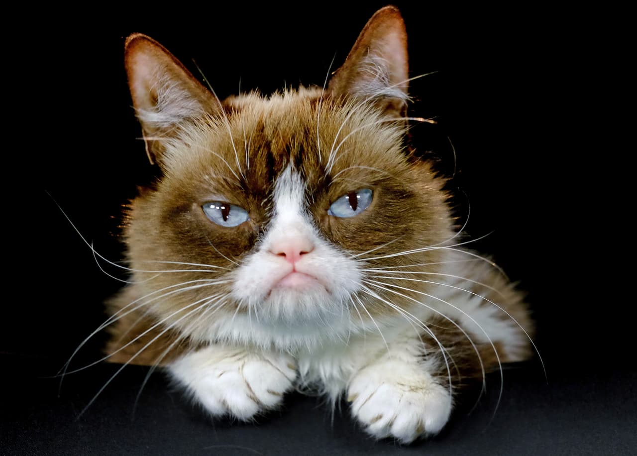 Descanse en paz, Grumpy Cat.