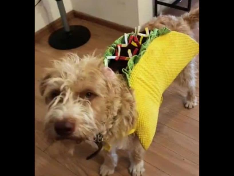 Este lomito se convirtió en un delicioso taco para Halloween