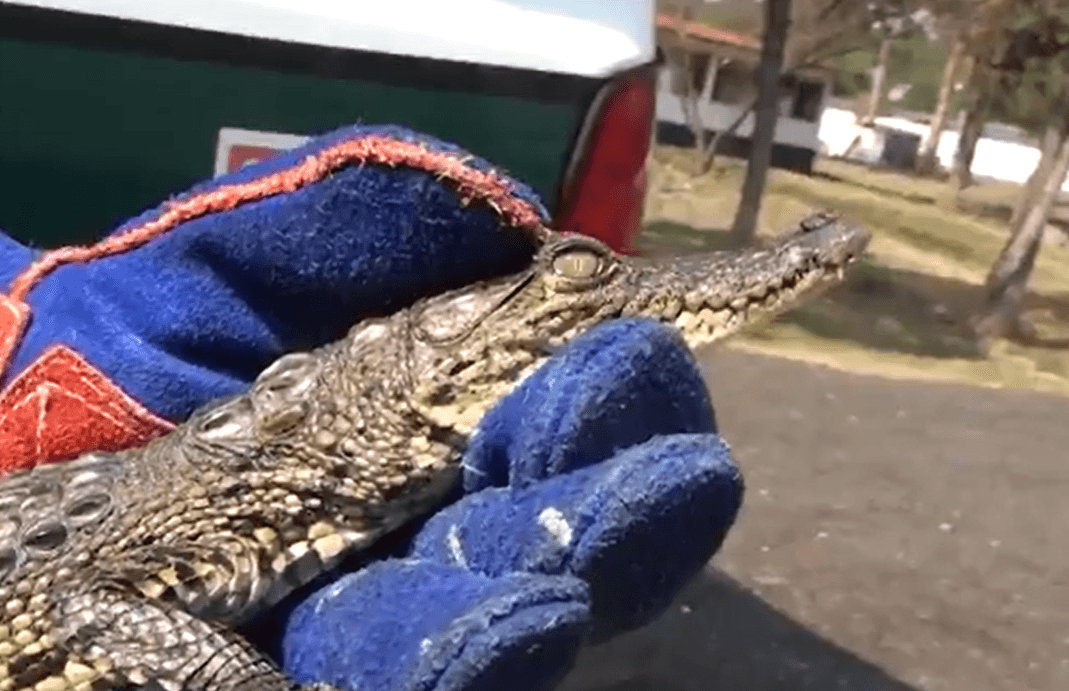 Se trata de un ejemplar de cocodrilo moreletii, también conocido como cocodrilo mexicano