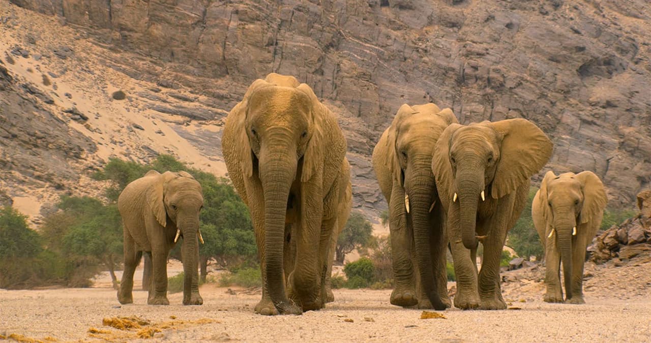'Our Planet' es una docuserie que muestra al mundo animal en 50 países y el cómo la presencia y malas costumbres del ser humano lo ha afectado. El rodaje estuvo a cargo de algunos veteranos de la cadena BBC y estuvo conformado por más de 600 integrantes.