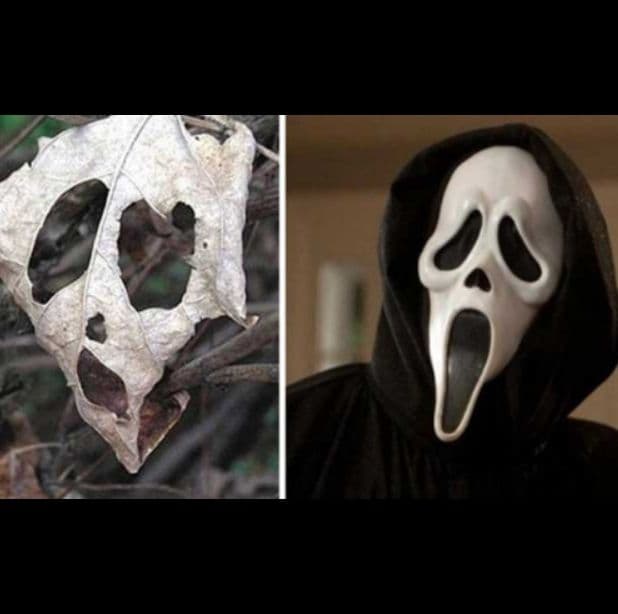 El Internet encuentra parecidos en todas partes, hasta en la naturaleza muerta, como esta hoja "Scream".