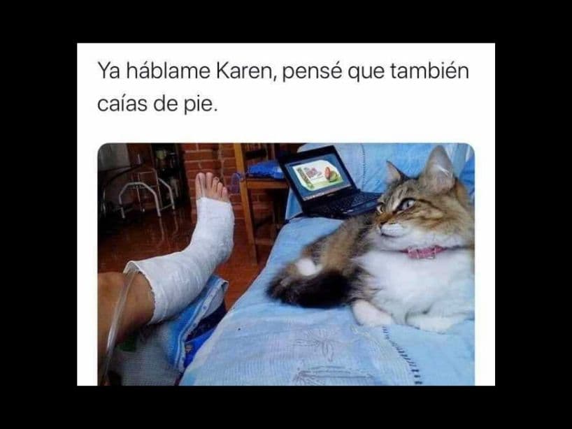 Pero no es su culpa ser tan curiosos y ocurrentes.