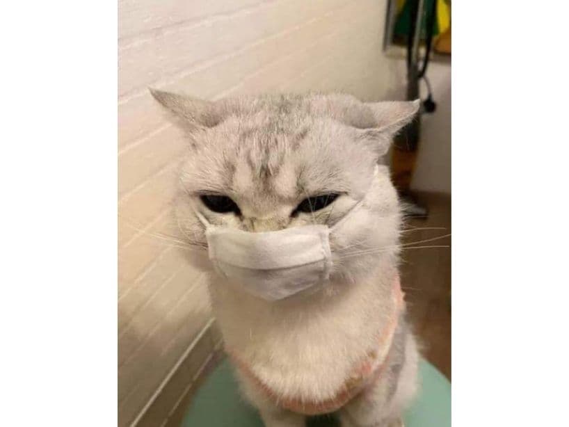 De cualquier forma, en redes sociales, aparecieron algunas fotografías de animalitos usando cubrebocas ya que es muy importante proteger a las mascotas.