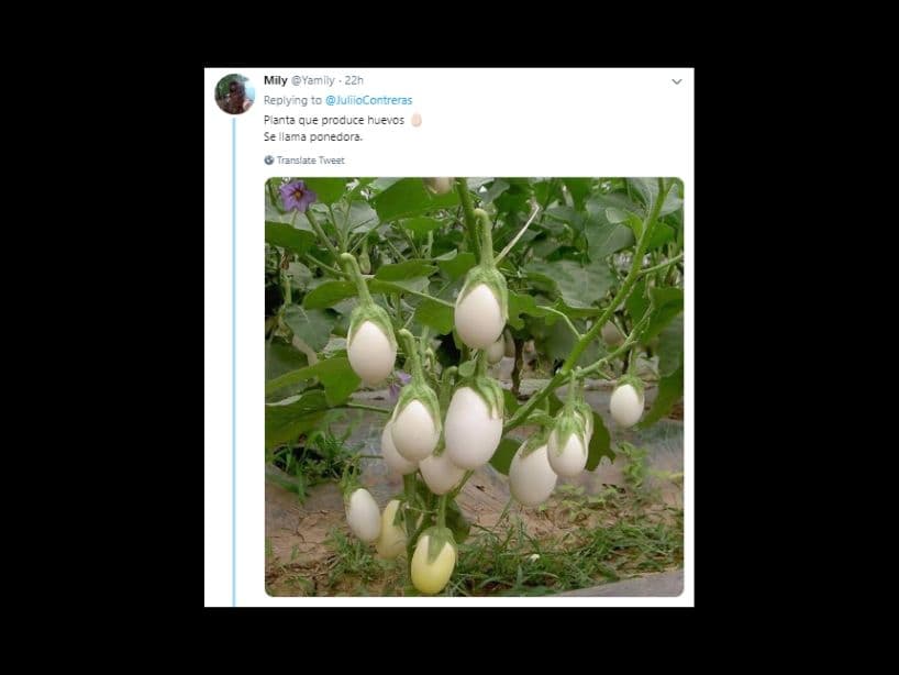 Solanum Ovigerum es el nombre de esta planta que da como fruto una berenjena blanca, pero parece un huevo blanco de gallina.