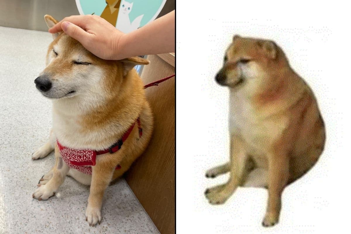 Balltze es el nombre real del perrito que todos conocemos como Cheems