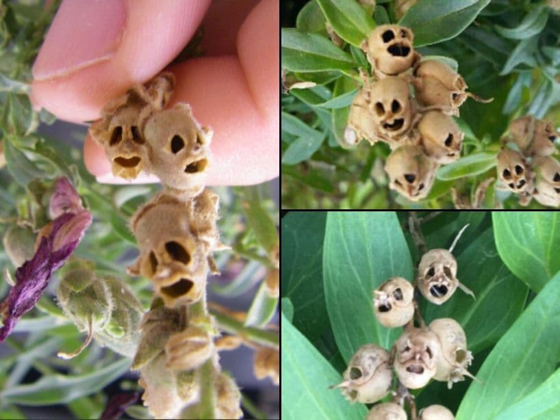 Antirrhinum es la planta que parece un cráneo y toma esta forma hasta que muere la flor.