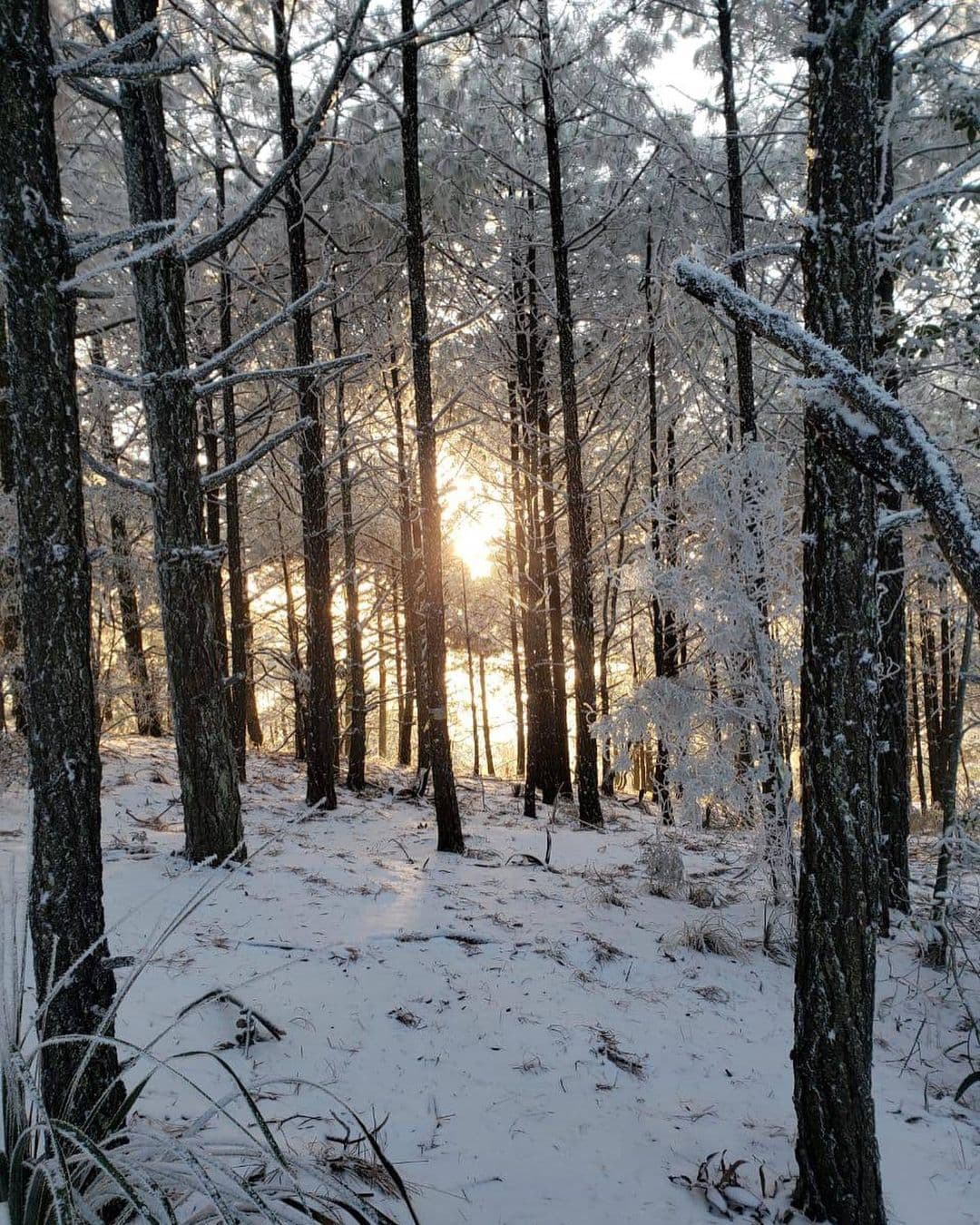 Incluso de un bosque nevado que parece ser un paisaje de Canadá, pero es en realidad Chipinque, en Nuevo León.
<br>