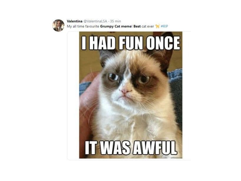 “Me divertí una vez. Fue horrible”, es una de las frases más populares de Grumpy Cat, gatita que falleció este martes 15 de mayo.