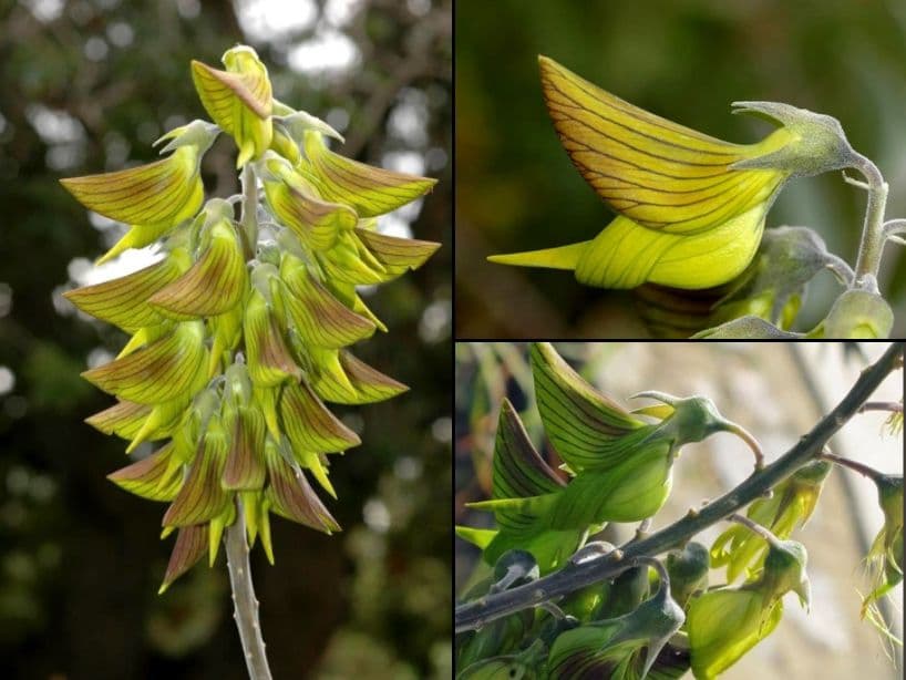 La planta que desencadenó la locura en redes sociales lleva el nombre de "Flor de Ave Rreal" o "Crotalaria Cunninghamii".