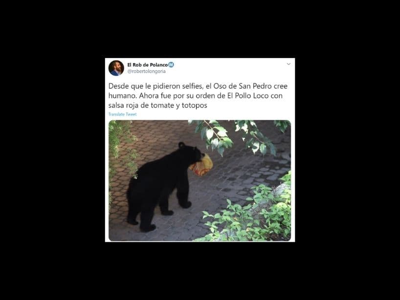 Algunos en Internet han bromeado que desde que el último oso salió en una selfie, ahora caminan por la ciudad como si fueran dueños de ella.
<br>