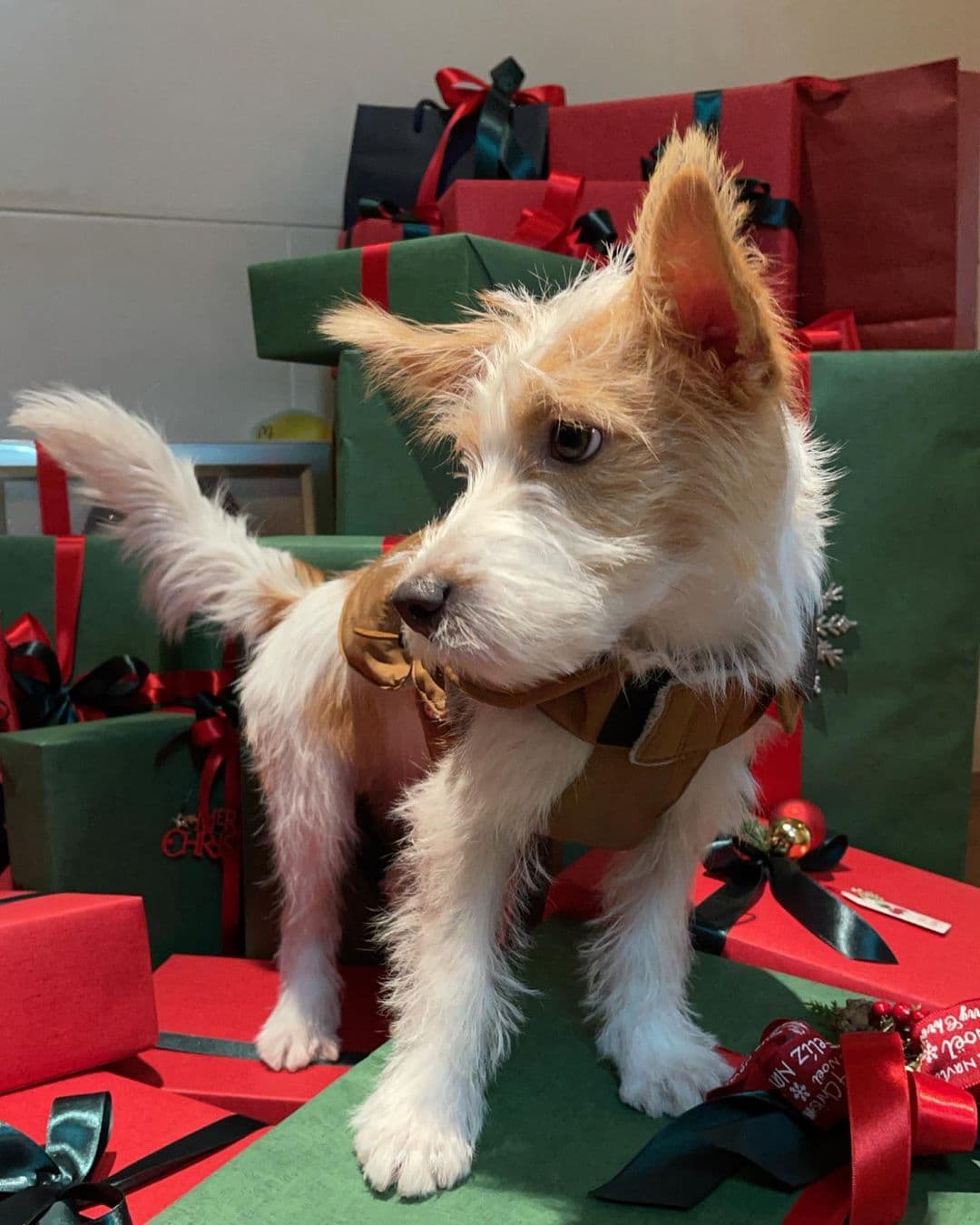 Hank tiene su propia cuenta de Instagram llamada “Hank_says_hank”, la cual tiene más de un millón de seguidores.