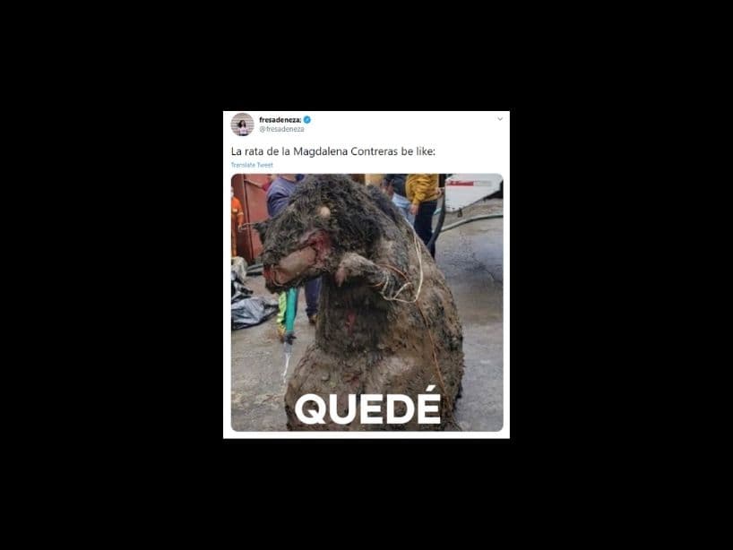 Pero no te preocupes, no se trata de un roedor gigante, es solo una botarga.