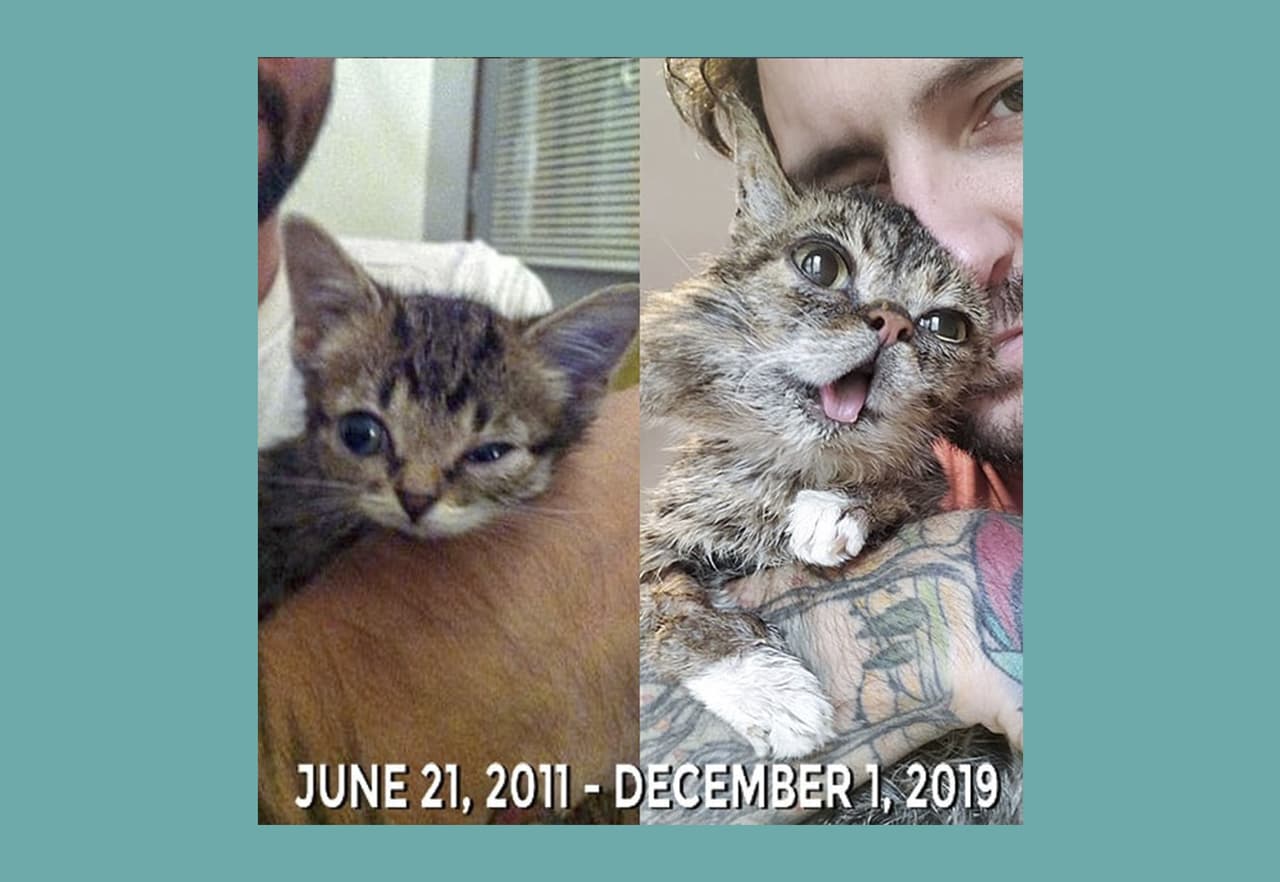 "Esta es mi primera foto con BUB, al lado de nuestra última foto juntos. La mañana de este domingo 1 de diciembre perdimos a la más pura, amable y mágica fuerza viviente en nuestro planeta", escribió su dueño, Mike Bridavsky.