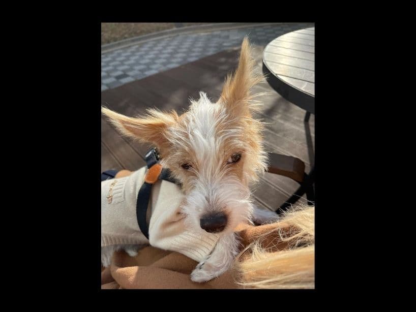 Fotos de Hank, el tierno perrito de Rosé de BLACKPINK.
