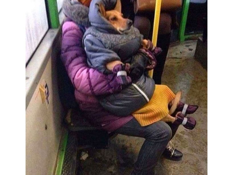 Hasta los perritos tienen frío y necesitan estar abrigados.
