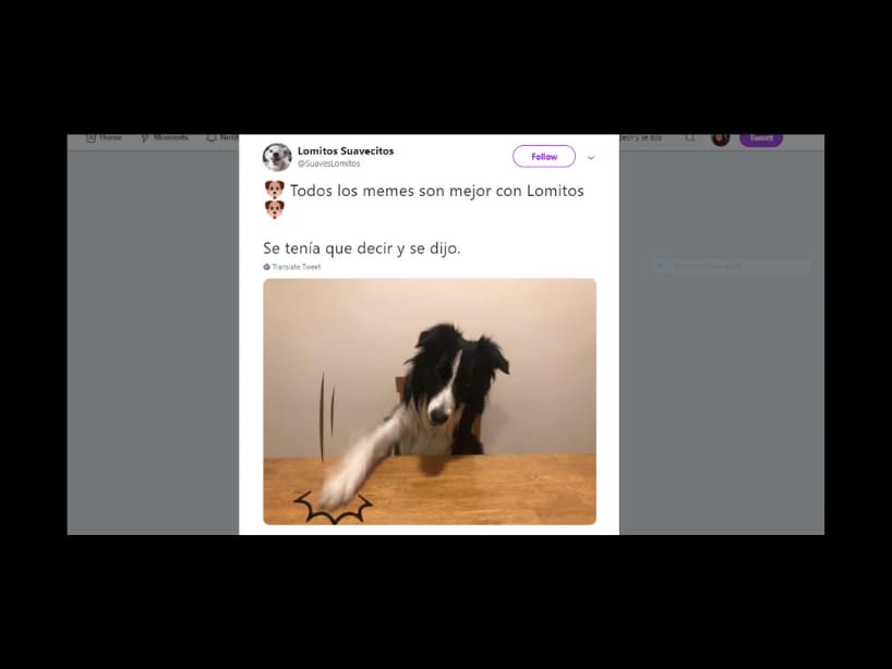 La imagen viral se adaptó a decenas de situaciones y claro a otros animales.
