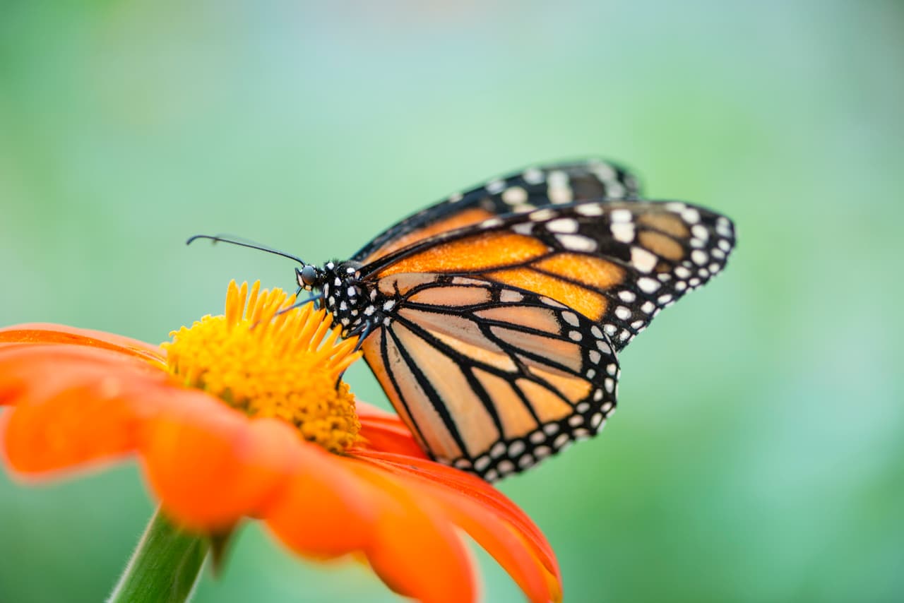 Monarch butterfly (Danaus plexippus) feeding on an orange flower. Out of focus area for copy.