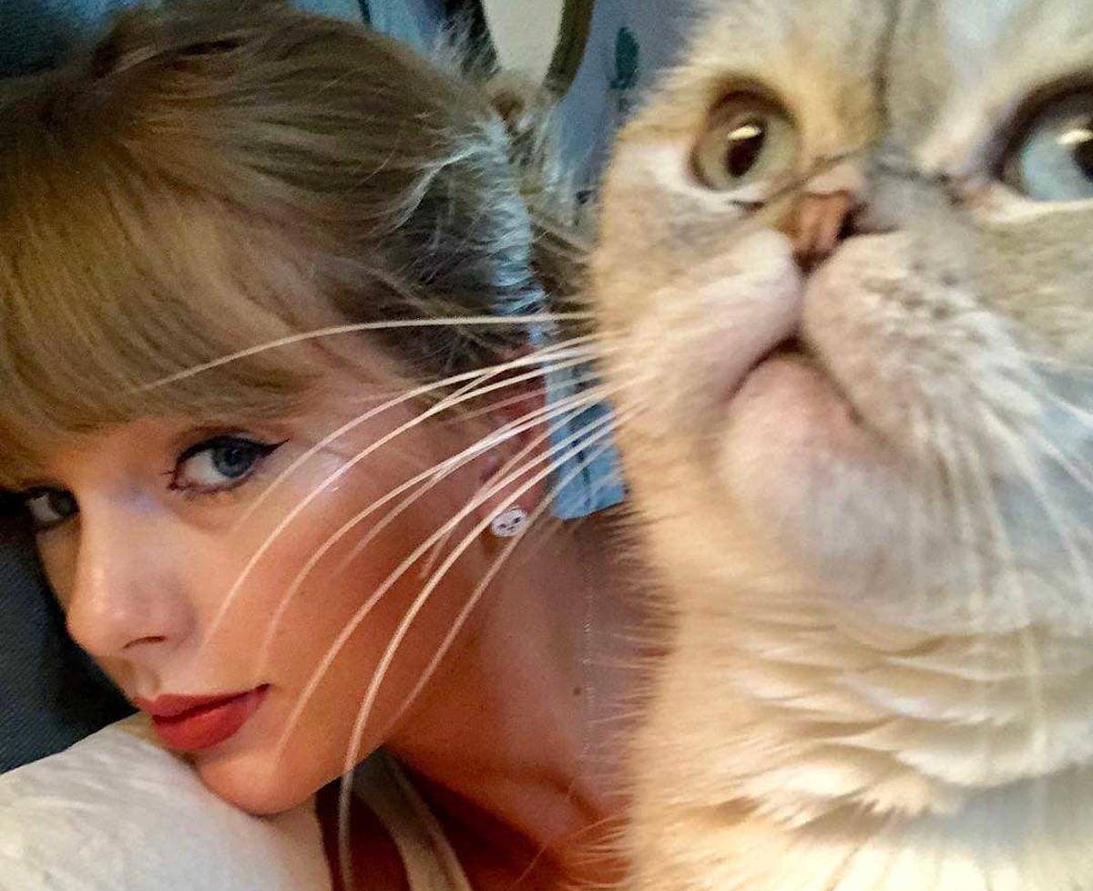 No solo Taylor Swift es millonaria: también uno de sus gatos, Olivia