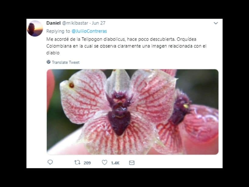 La orquídea Telipogon diabolicus ha sido relacionada con diferentes imágenes de demonios; su nombre popular cambia según la cultura que la encuentre.