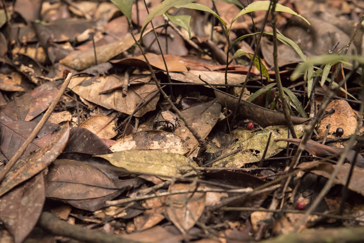 cute little frog on the rainforest ground