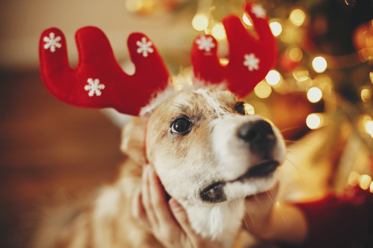 cute dog with reindeer antlers sitting on background of golden beautiful christmas tree with lights in festive room. doggy with adorable eyes at glowing illumination. winter holidays