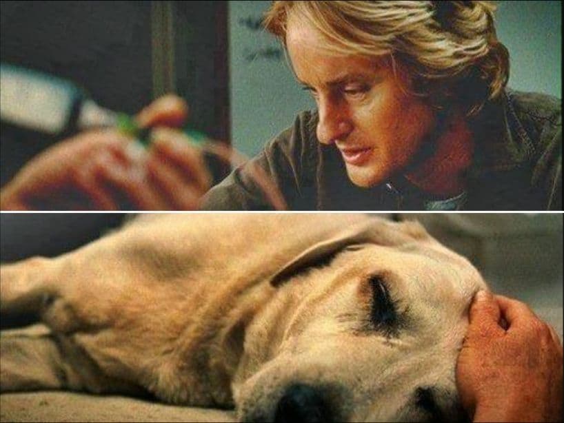 Pocas cosas son tan dolorosas como la pérdida de una mascota. Marley y Yo (2008) nos hizo recordar que el amor y la compañía de un perro es lo más preciado que existe; y que dejarlo ir es un proceso muy doloroso.