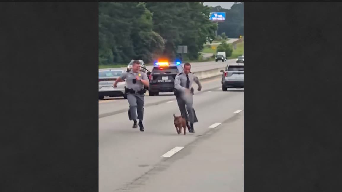 El momento en el que dos policías salvan a un cerdo de ser atropellado en una autopista